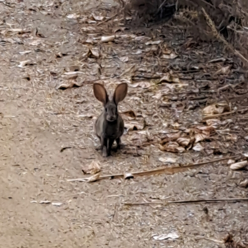 iNaturalist observation photo of Hares and Rabbits