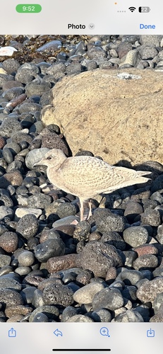 Glaucous-winged Gull
