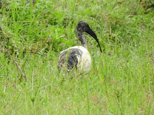 African Sacred Ibis