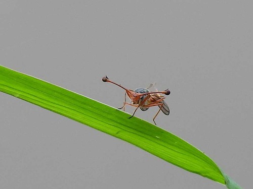 Diopsis longicornis