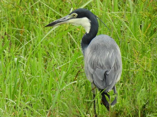 Black-headed Heron