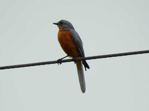 Silverbird