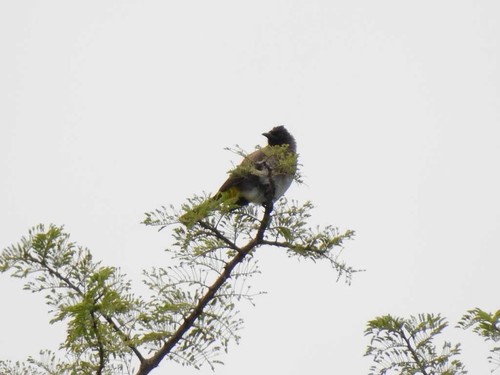 Common Bulbul