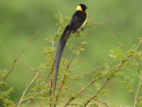 Eastern Paradise-Whydah