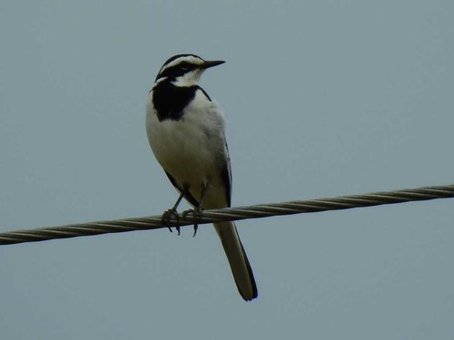 African Pied Wagtail