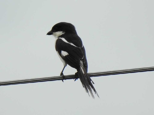 Northern Fiscal