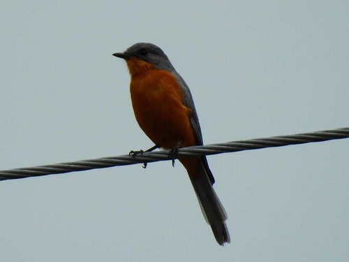 Silverbird