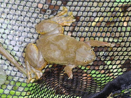 Lake Victoria Clawed Frog