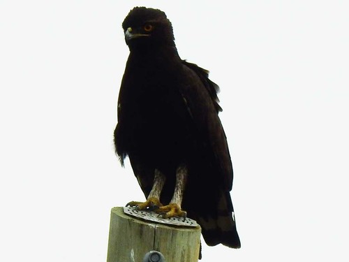 Long-crested Eagle