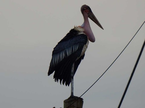 Marabou Stork