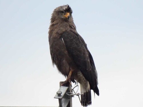 Western Banded Snake-Eagle