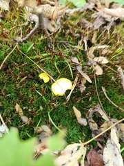 Hygrocybe parvula