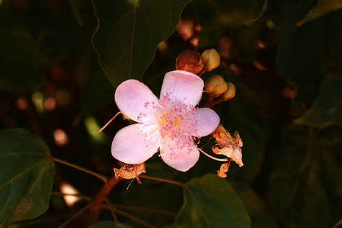 Bixa