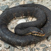 Nerodia fasciata - Photo (c) Benjamin Genter, kaikki oikeudet pidätetään, lähettänyt Benjamin Genter