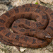 Brown Watersnake - Photo (c) Benjamin Genter, all rights reserved, uploaded by Benjamin Genter