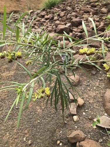 Gomphocarpus abyssinicus