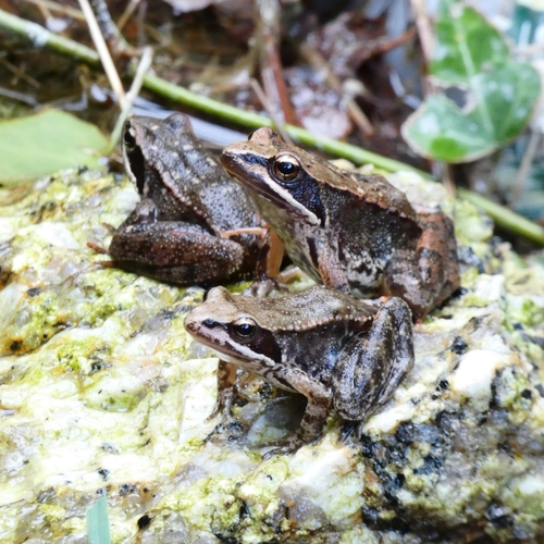 Iberian Frog