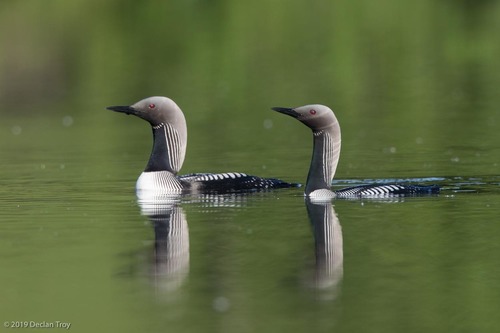 Pacific Loon