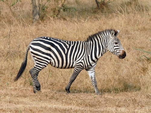 Grant's Zebra