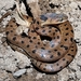 Western Cat-eyed Snake - Photo (c) Diego Barrales, all rights reserved, uploaded by Diego Barrales