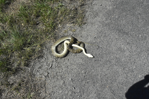 Coastal Carpet Python sighting