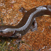 Idaho Giant Salamander - Photo (c) Jake Scott, all rights reserved, uploaded by Jake Scott