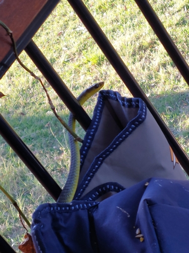 Common Tree Snake sighting