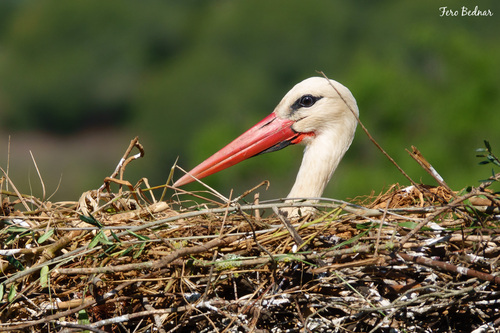 Ciconia ciconia