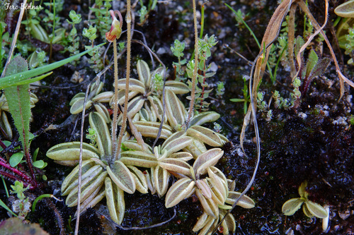 Pinguicula lusitanica