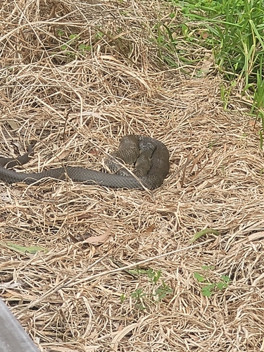 Tiger Snake sighting