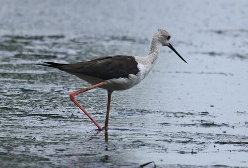 Black-winged Stilt