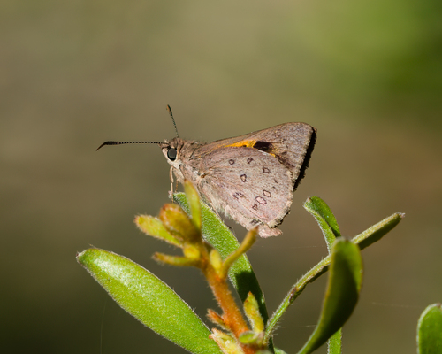 Trapezites phigalia (Hewitson, 1868)