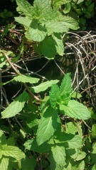 Image of Mentha spicata