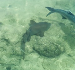 Nurse shark