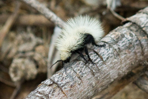 Sacken's Velvet Ant