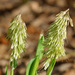 Goldentop Grass - Photo (c) Fero Bednar, all rights reserved, uploaded by Fero Bednar