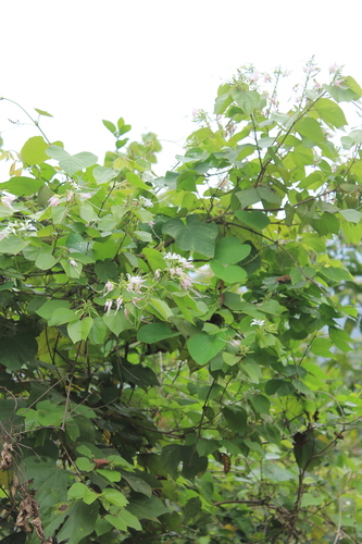 Pom Pom Orchid Tree