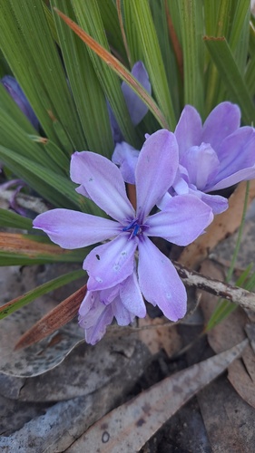Mystery Bobbejaantjie (Babiana foliosa)