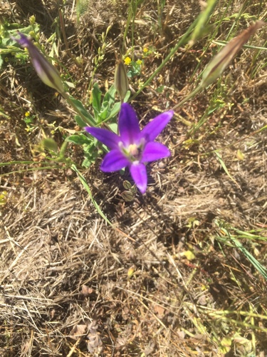 iNaturalist observation photo of harvest brodiaea