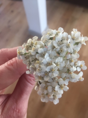 iNaturalist observation photo of common yarrow