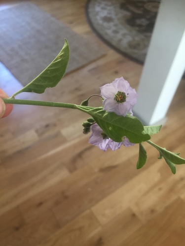 iNaturalist observation photo of Solanum umbelliferum