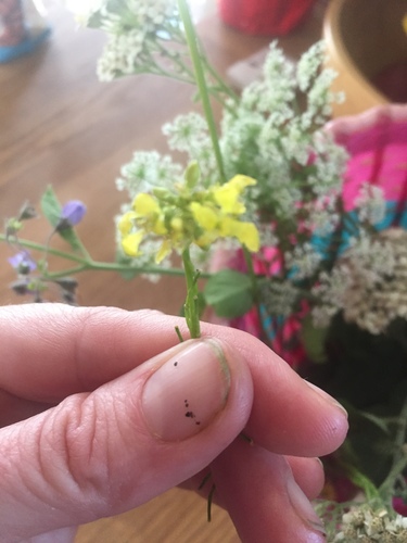 iNaturalist observation photo of Shortpod Mustard