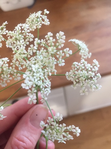 iNaturalist observation photo of poison hemlock