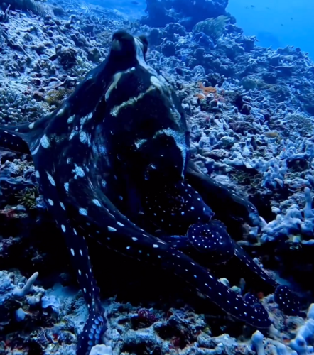 Day Octopus — seen at this dive site