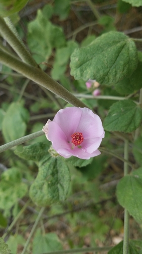 yellowstem bushmallow (Malacothamnus densiflorus)