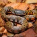 Triangle Keelback - Photo (c) Chien Lee, all rights reserved, uploaded by Chien Lee