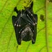 Spotted-winged Fruit Bat - Photo (c) Chien Lee, all rights reserved, uploaded by Chien Lee