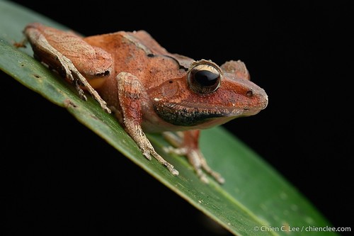 Sculpted Madagascar Frog