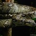 Madagascar Tree Boa - Photo (c) Chien Lee, all rights reserved, uploaded by Chien Lee