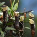 Nepenthes muluensis - Photo (c) Chien Lee, all rights reserved, uploaded by Chien Lee